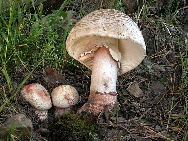  Image name: Amanita_rubescens.jpg 
 width: 600 pixel 
 height: 450 pixel 
 Size: 146422 bytes 
 Click to enlarge 